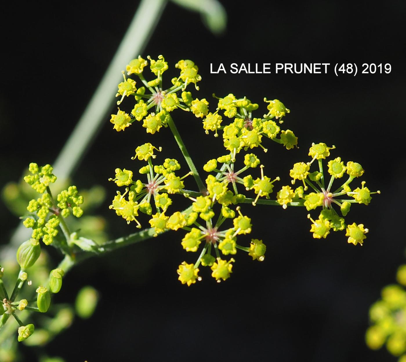 Parsnip, Wild flower